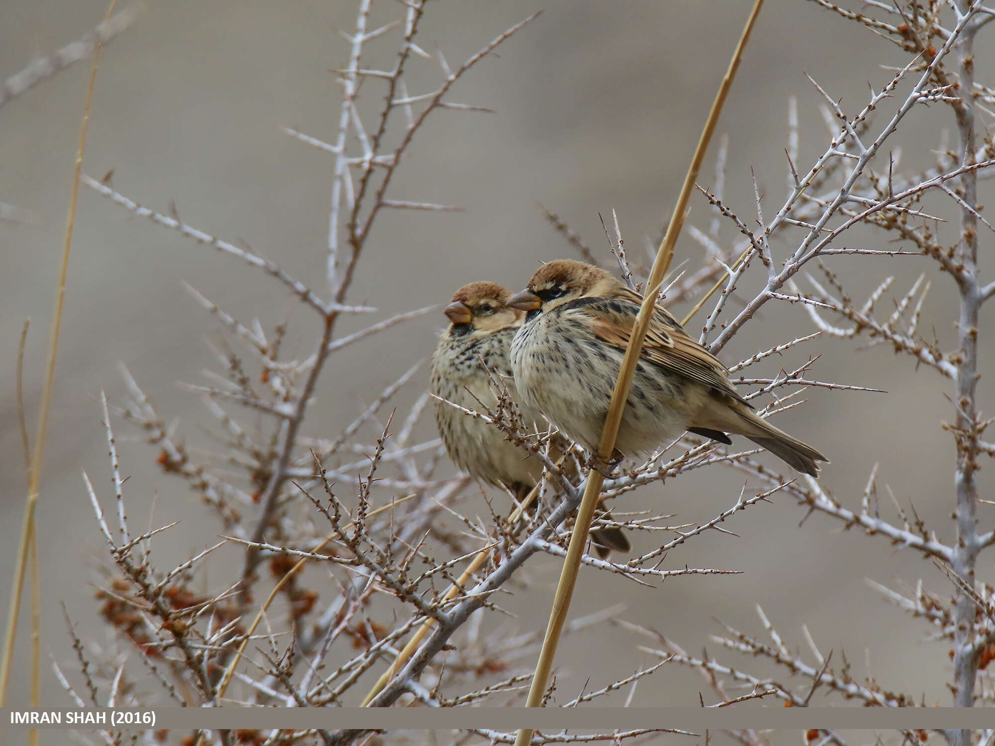 Image of Spanish Sparrow