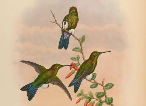 Image of Sapphire-vented Puffleg