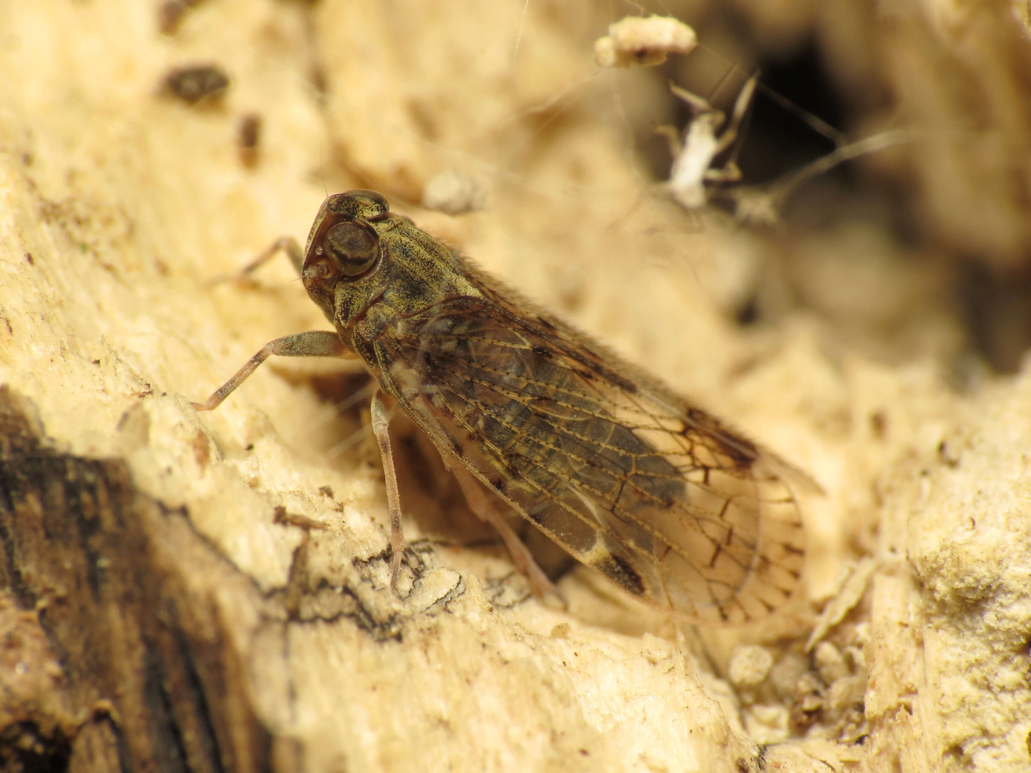 Image of cixiid planthoppers