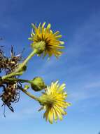 Image of marsh sow-thistle