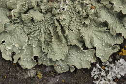 Image of Speckled greenshield