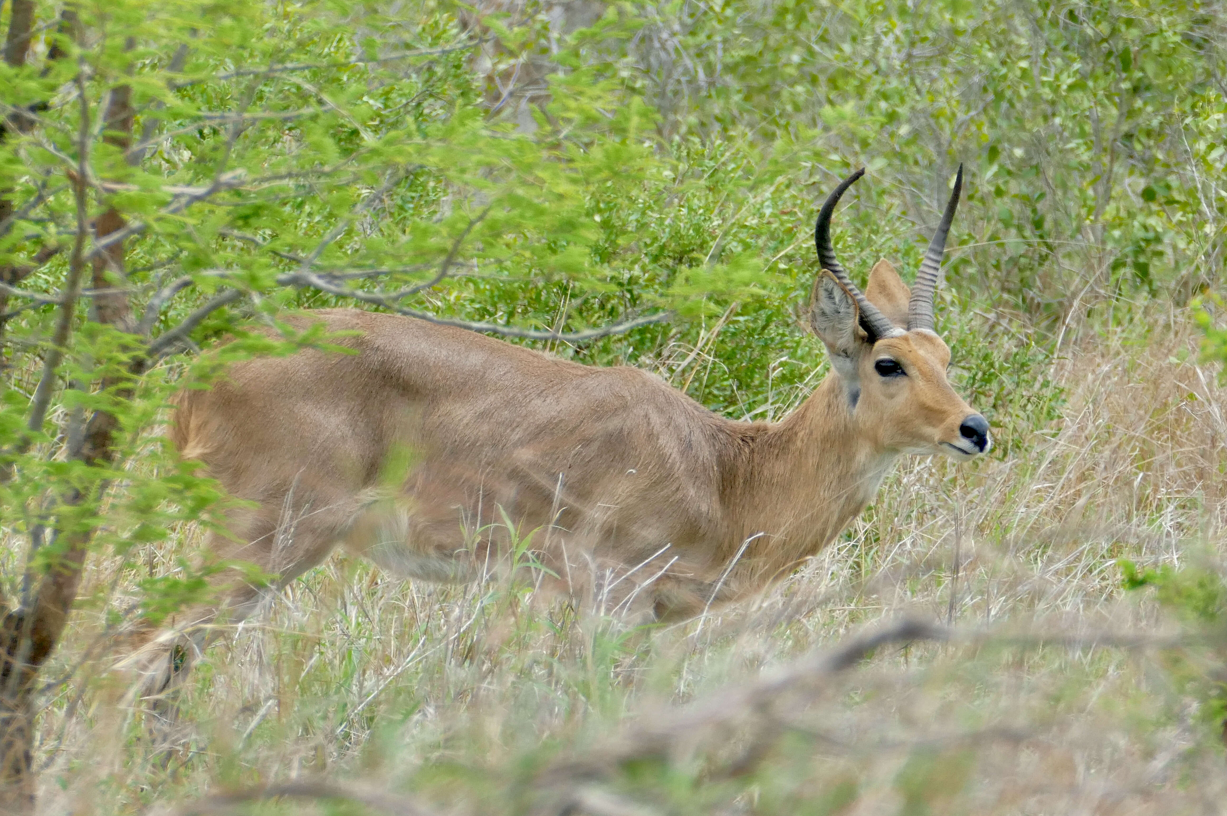 Image de Redunca grande