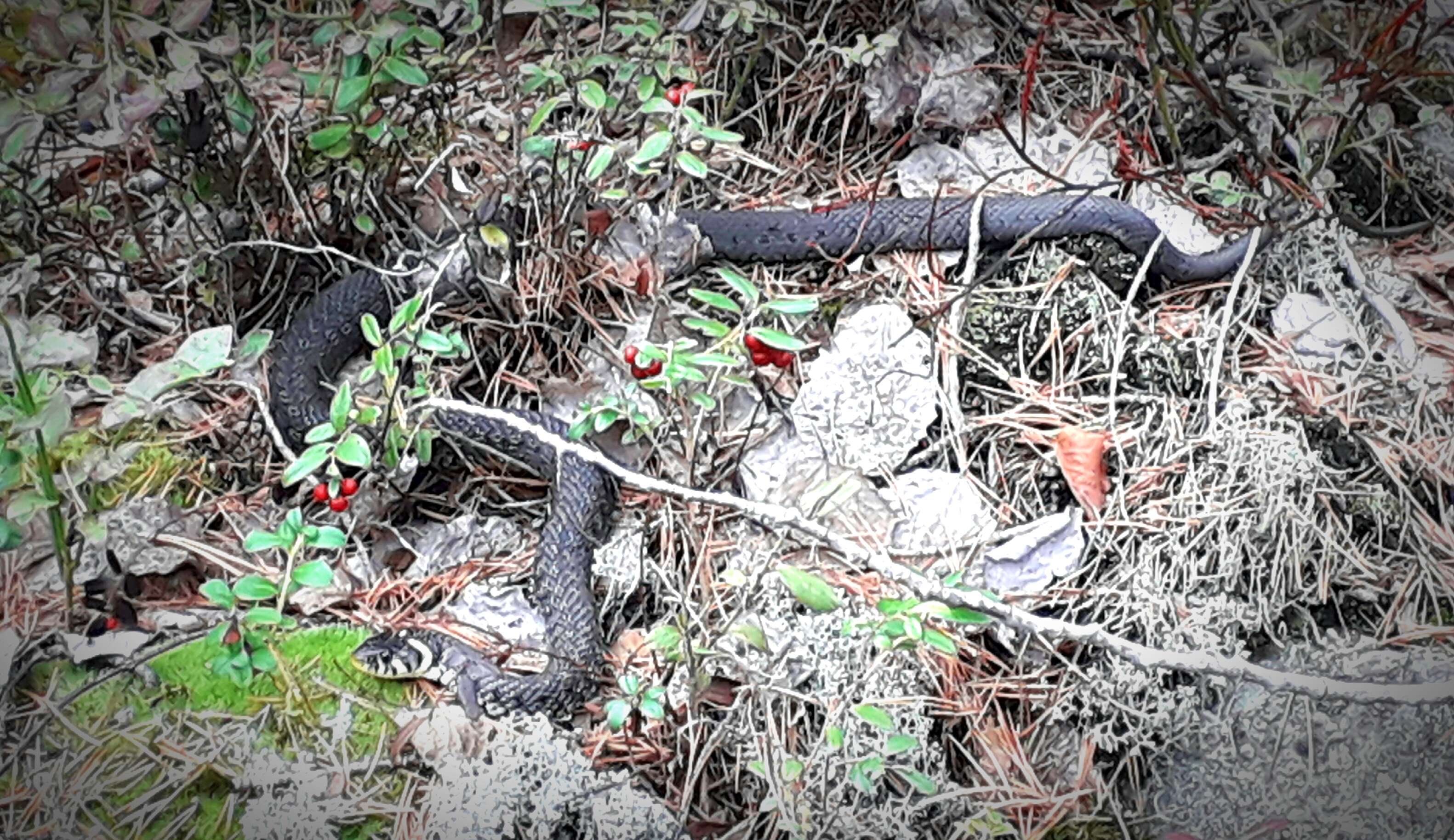 Image of Grass Snake