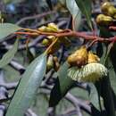 Imagem de Eucalyptus ceratocorys (Blakely) L. A. S. Johnson & K. D. Hill