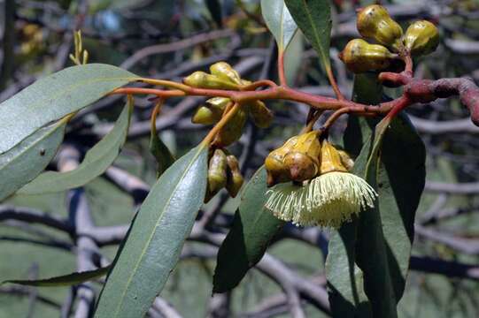 Eucalyptus ceratocorys (Blakely) L. A. S. Johnson & K. D. Hill resmi