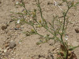 Image of sand gilia