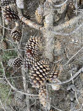 Image of knobcone pine