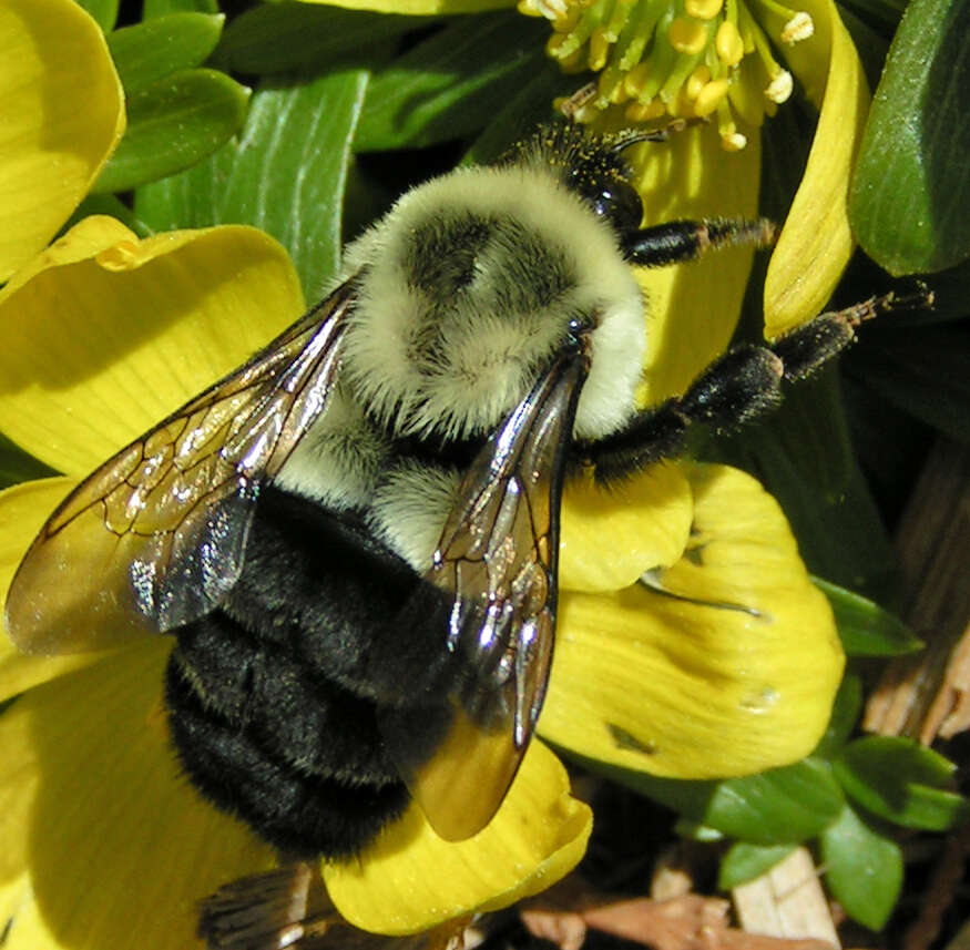 Image of Common Eastern Bumblebee