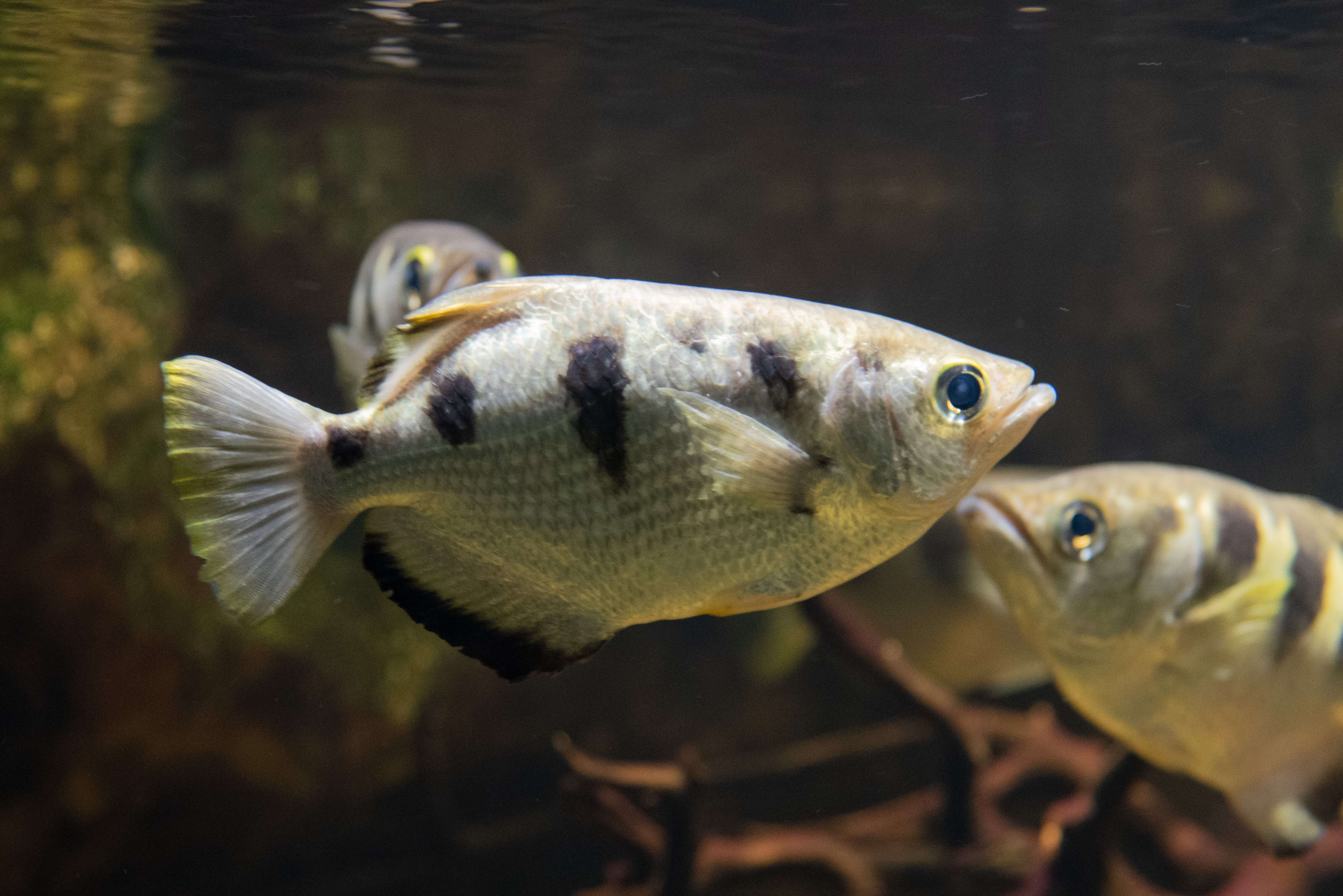 Image of Banded Archerfish