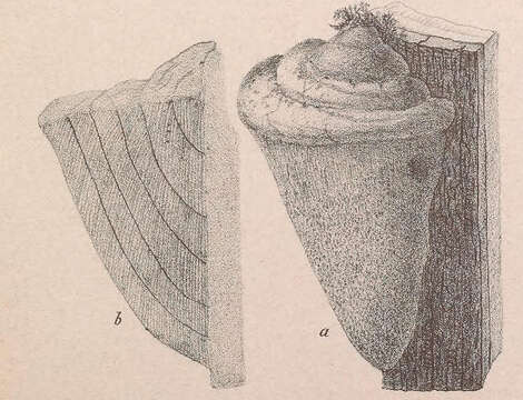 Image of Chaga