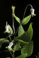 Plancia ëd Clematis ochroleuca