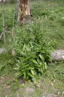 Image of Green Hound's-tongue