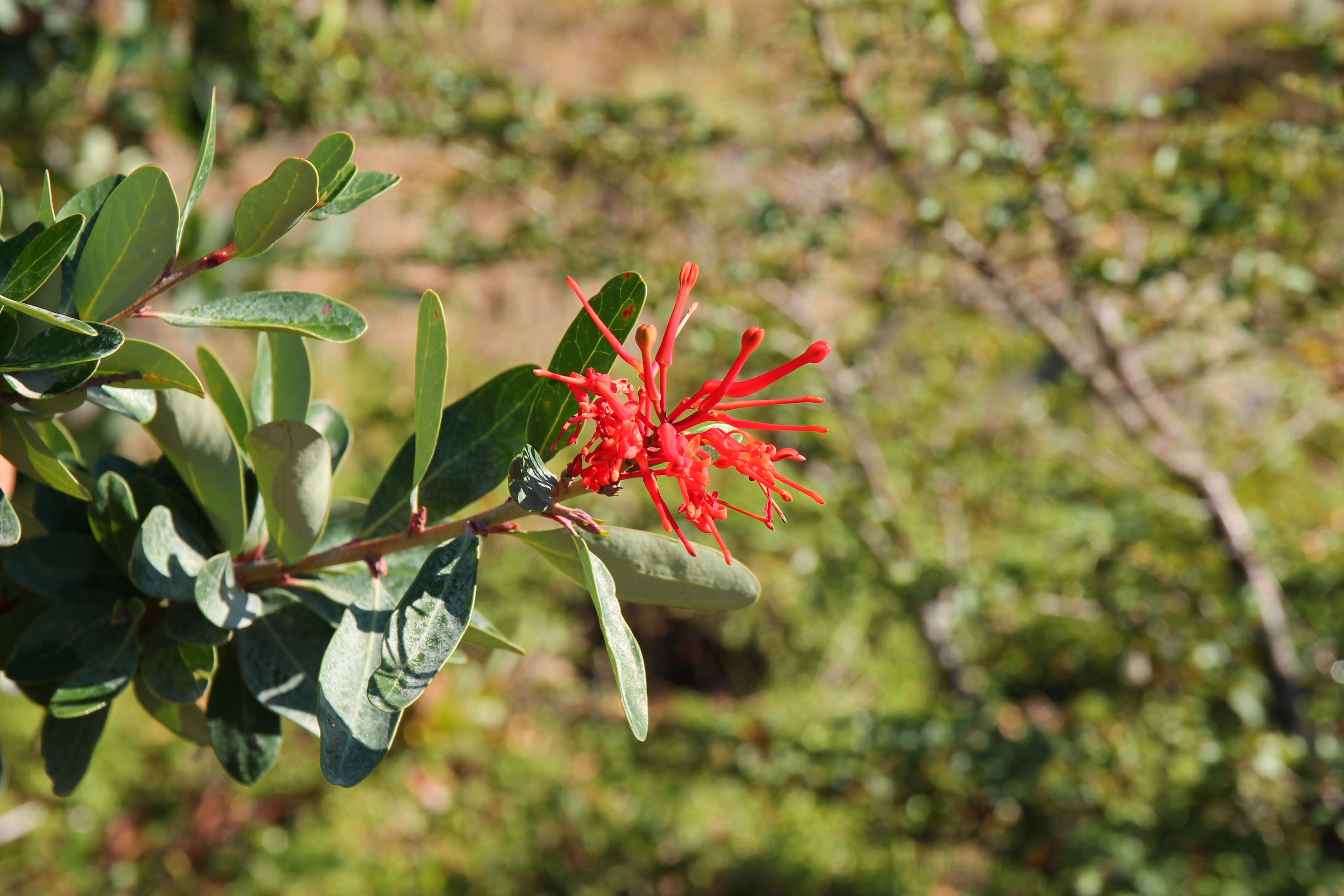 Imagem de Embothrium coccineum J. R. Forster & G. Forster