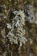 Image of ring lichen