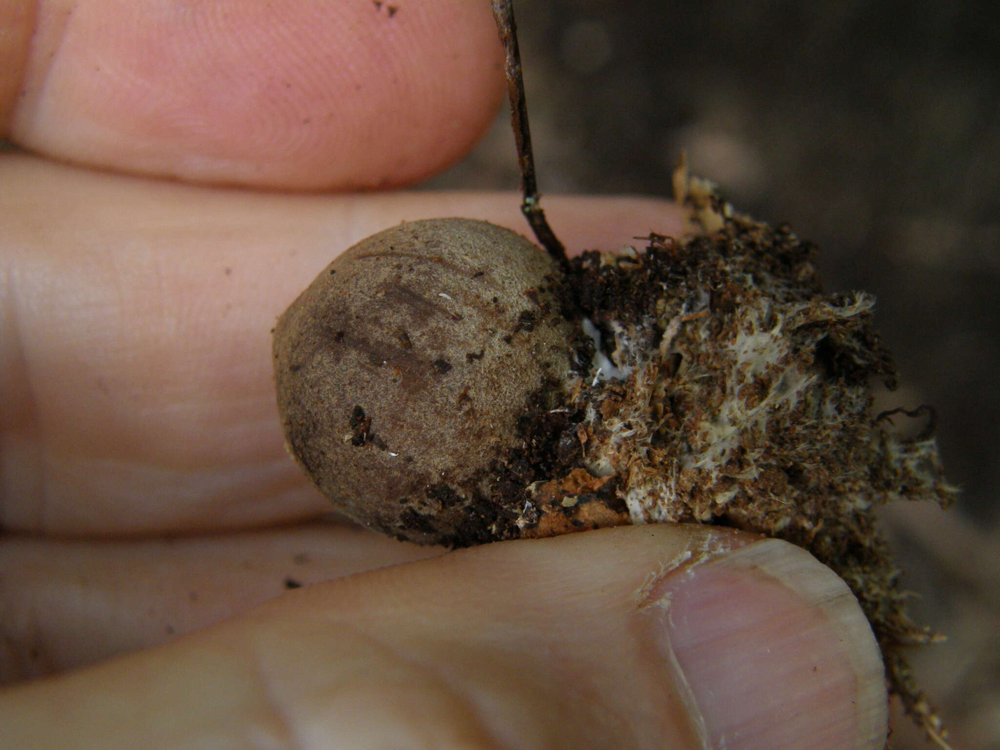 Image of Geastrum velutinum Morgan 1895