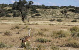 Image of Kori Bustard