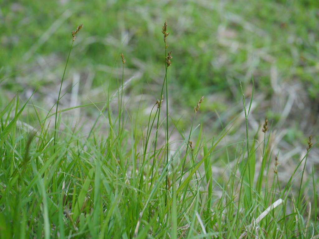 Image of Carex arenicola F. Schmidt