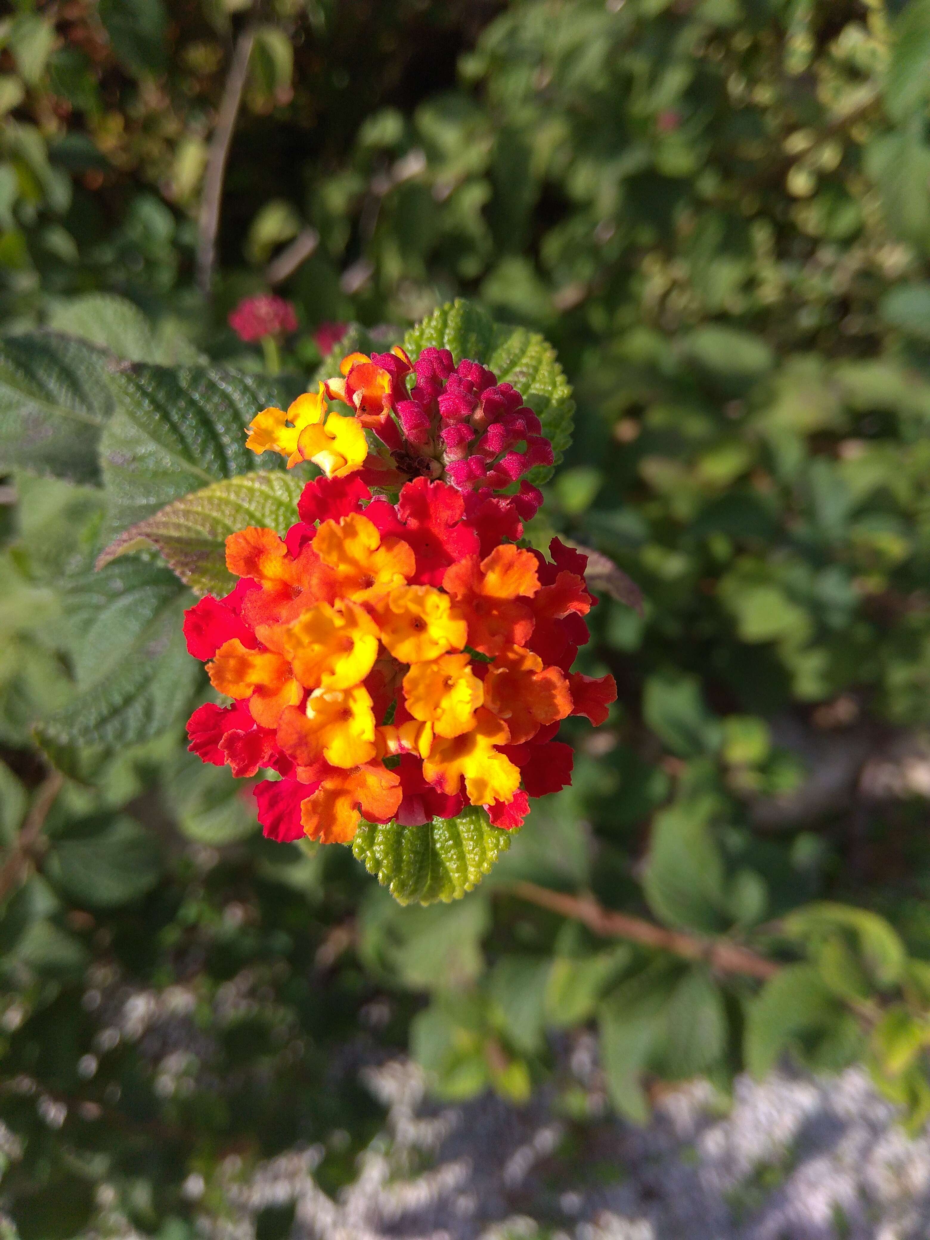 Image of lantana