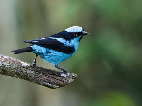 Image of Dacnis Cuvier 1816