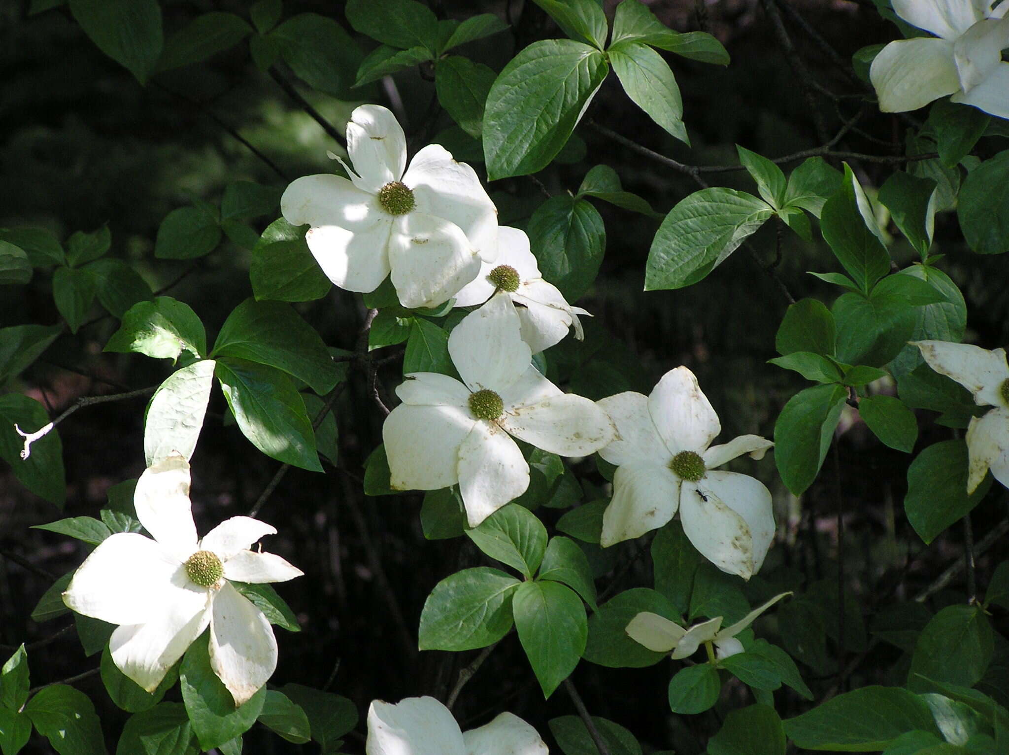 Image of Pacific dogwood