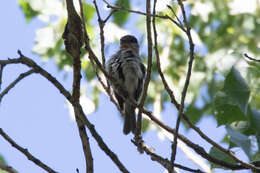 Pachyramphus aglaiae (Lafresnaye 1839) resmi