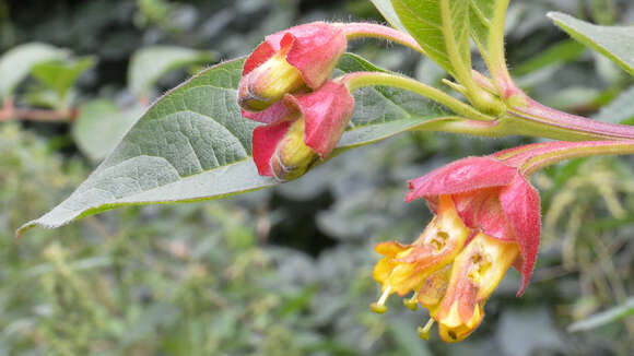 Imagem de Lonicera involucrata (Richards.) Banks ex Spreng.