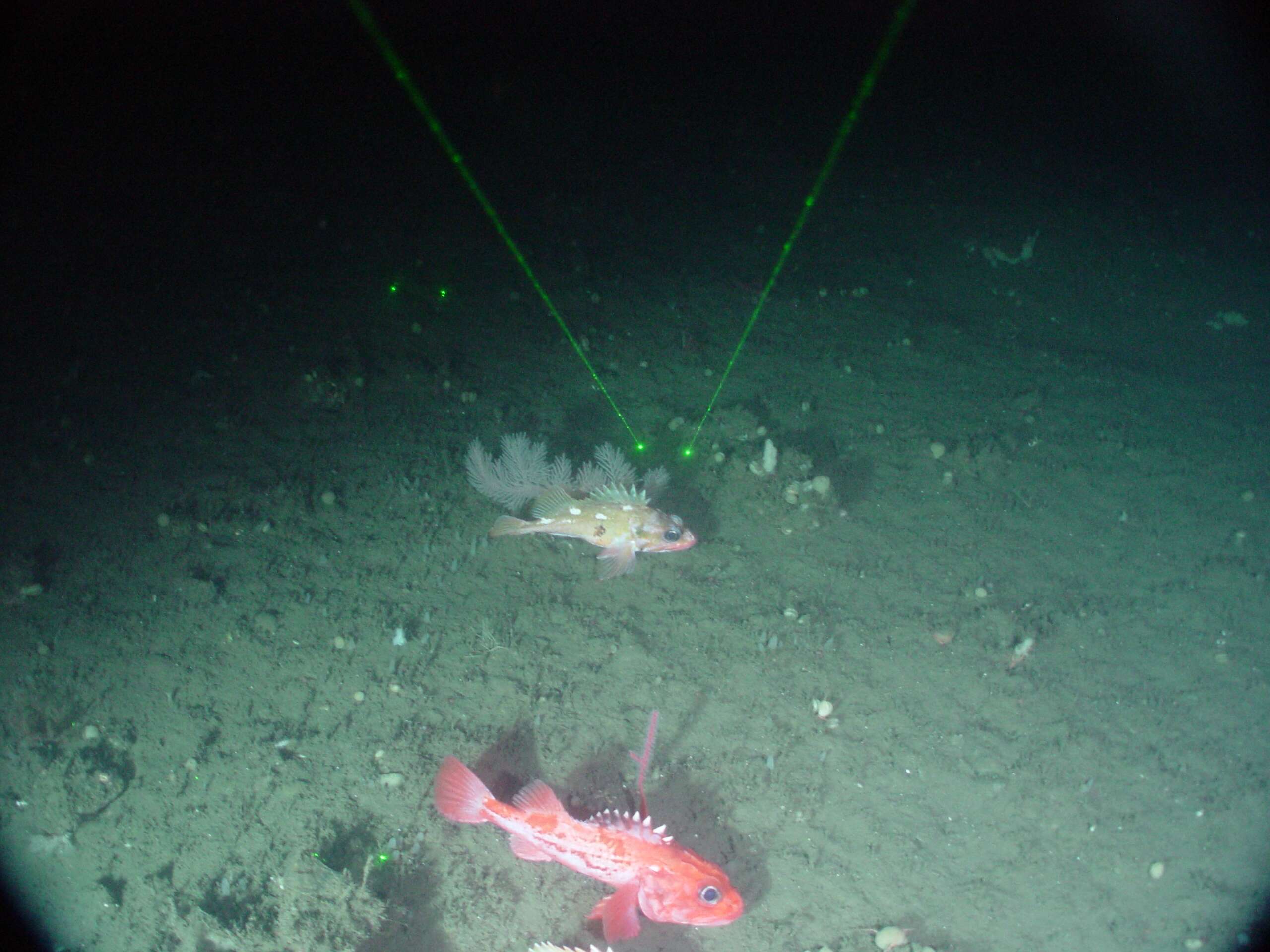 Image of deep-sea bristly scorpionfishes