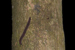 Image of southern velvet worms