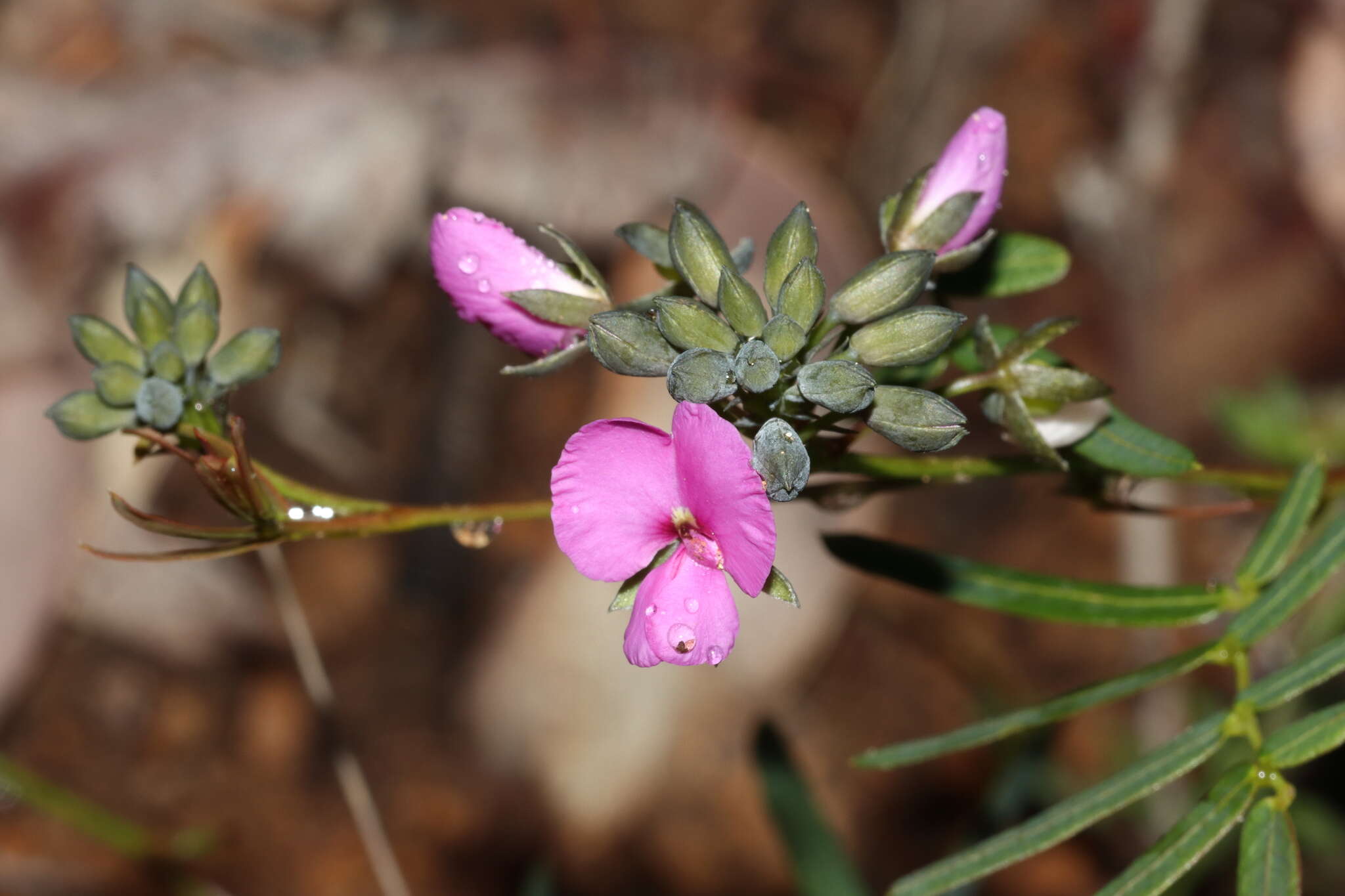 Image of Handsome Wedge Pea