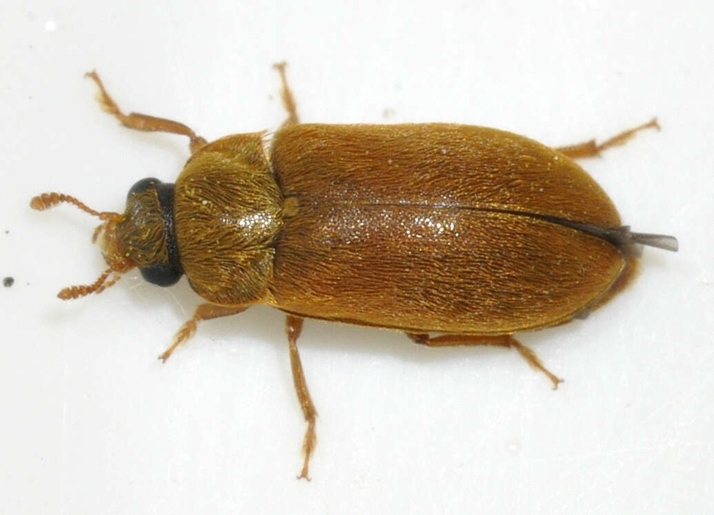 Image of Byturus ochraceus