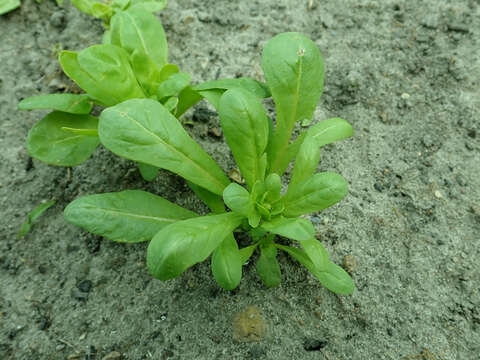 Image of garden mignonette