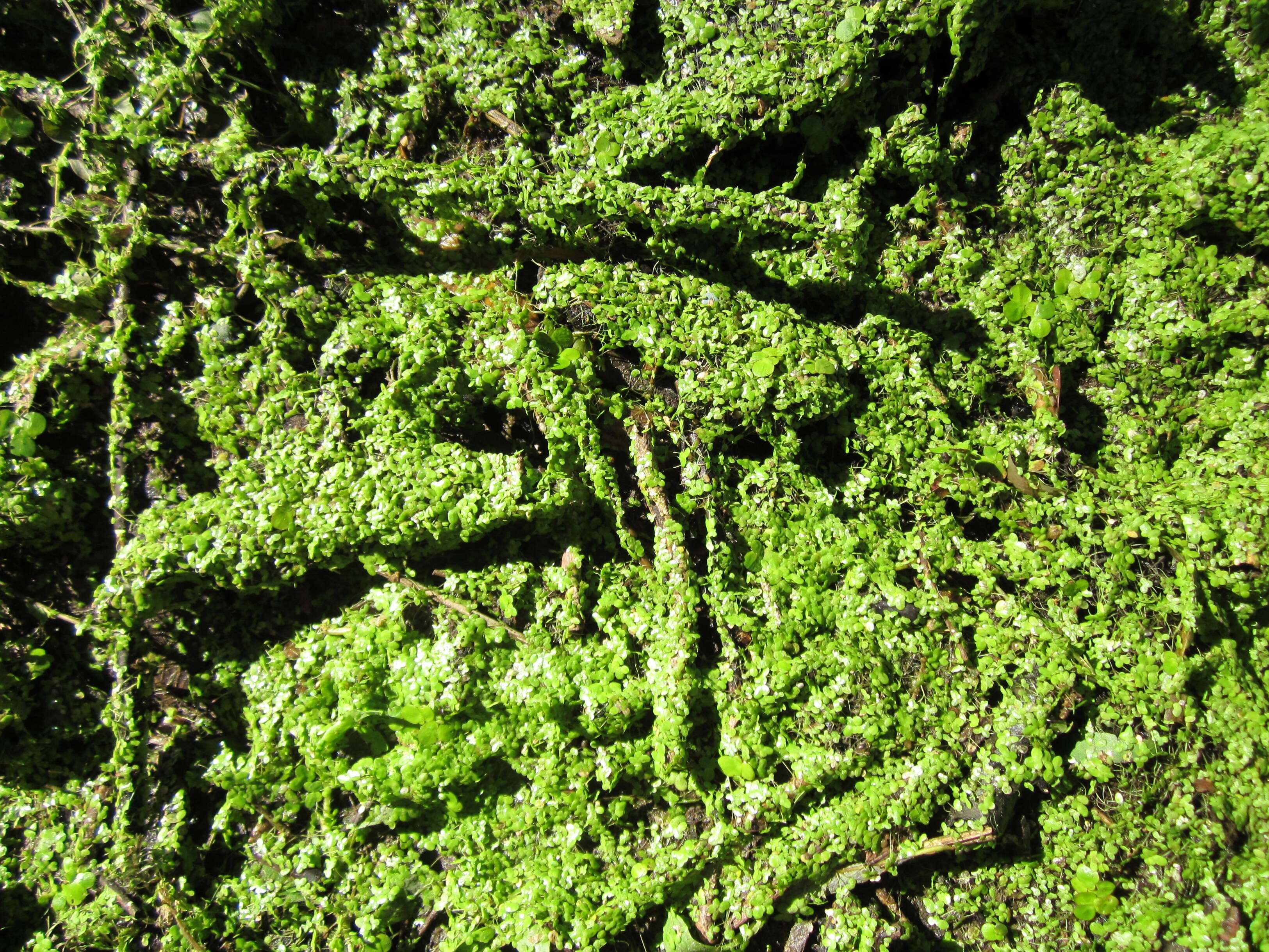 Image of Common Duckweed