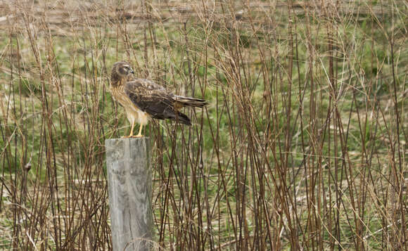 Image of Northern Harrier