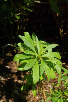 Image of Digitalis canariensis L.