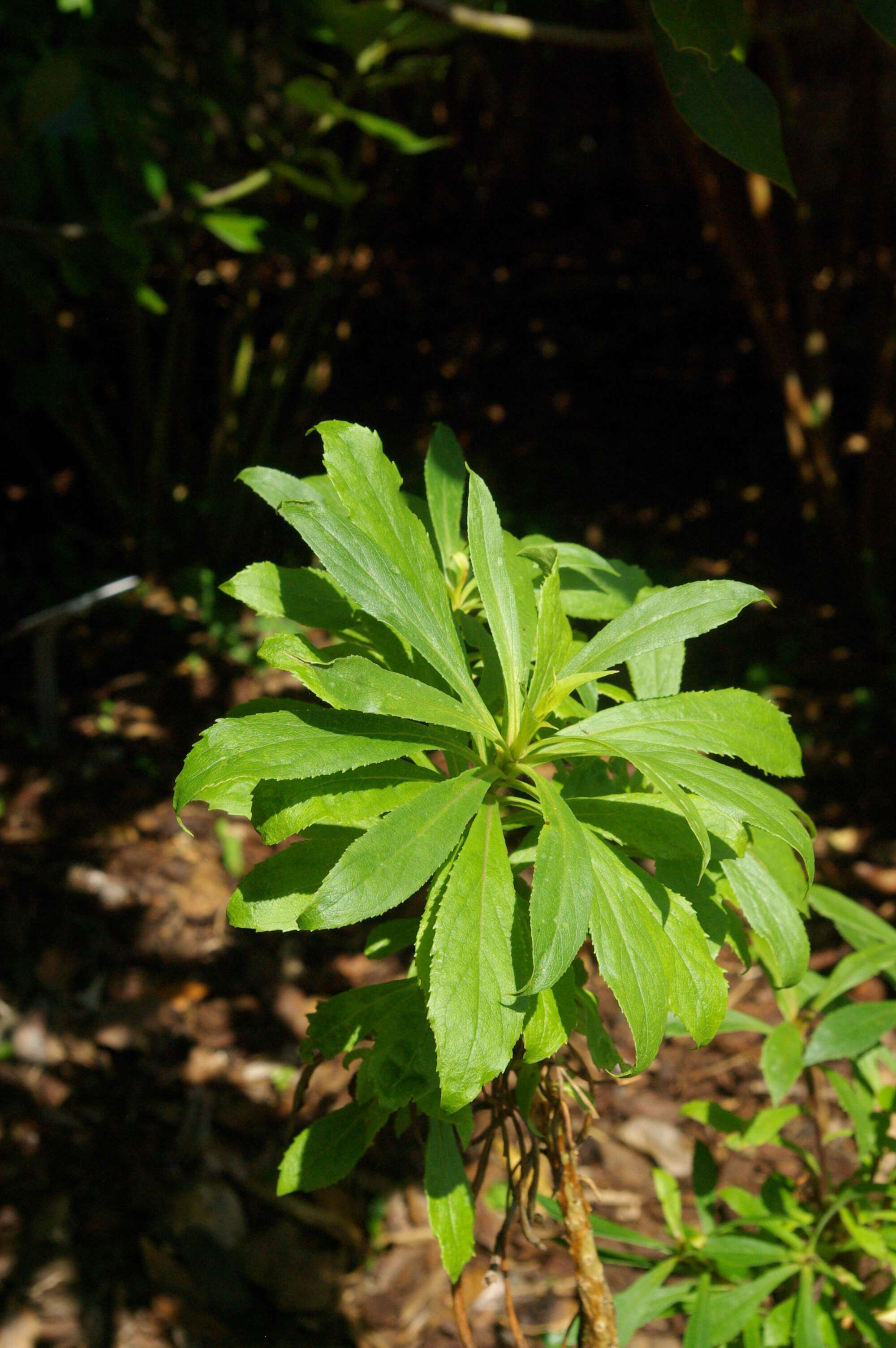 Imagem de Digitalis canariensis L.