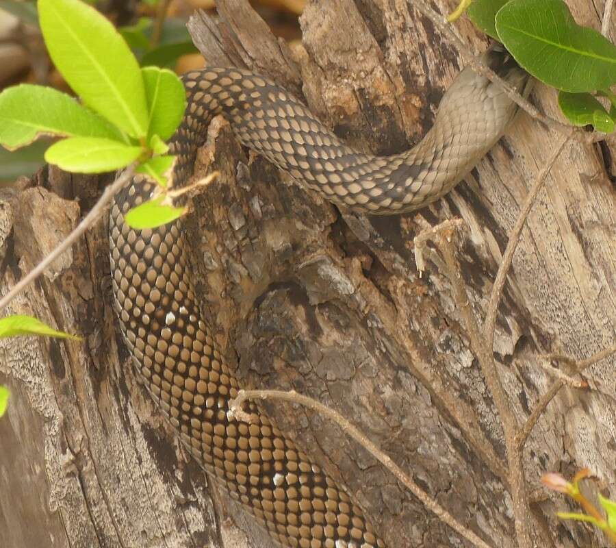 Image of Cubophis Hedges & Vidal 2009