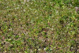 Image of Mouse-ear Cress