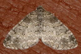 Image of Powdered Bigwing