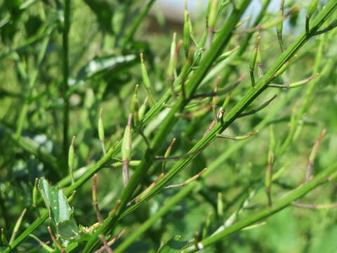 Image of medium flowered winter-cress