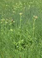 Image of Cabbage Thistle