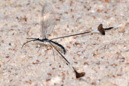 Image of thread-winged lacewings