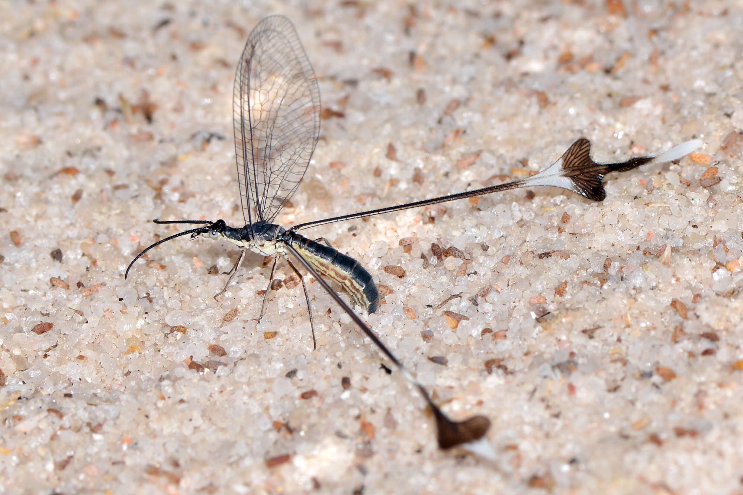 Image of thread-winged lacewings