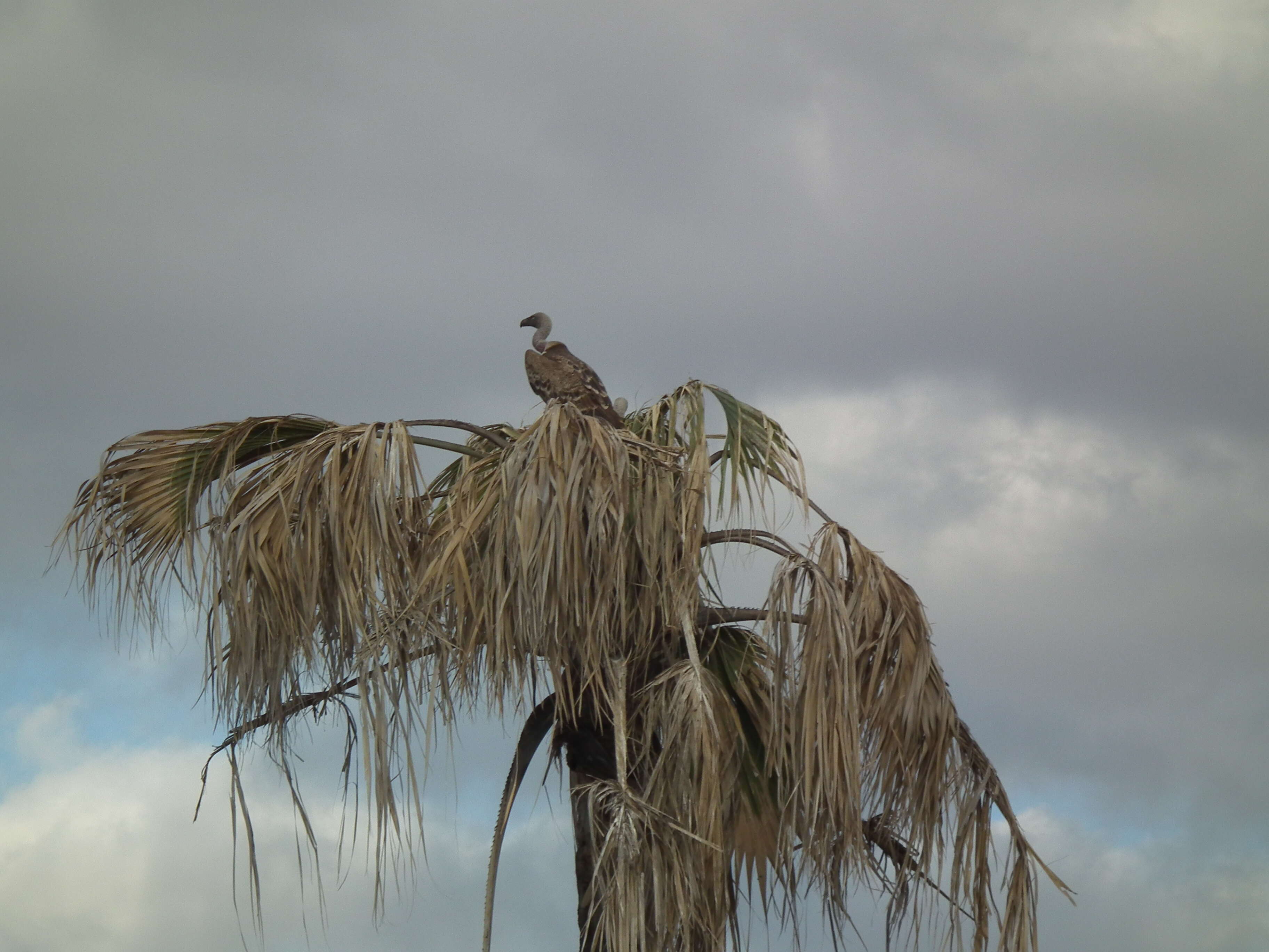 Image of Rueppell's Griffon