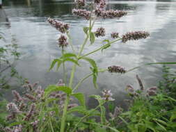 Image of Horse Mint