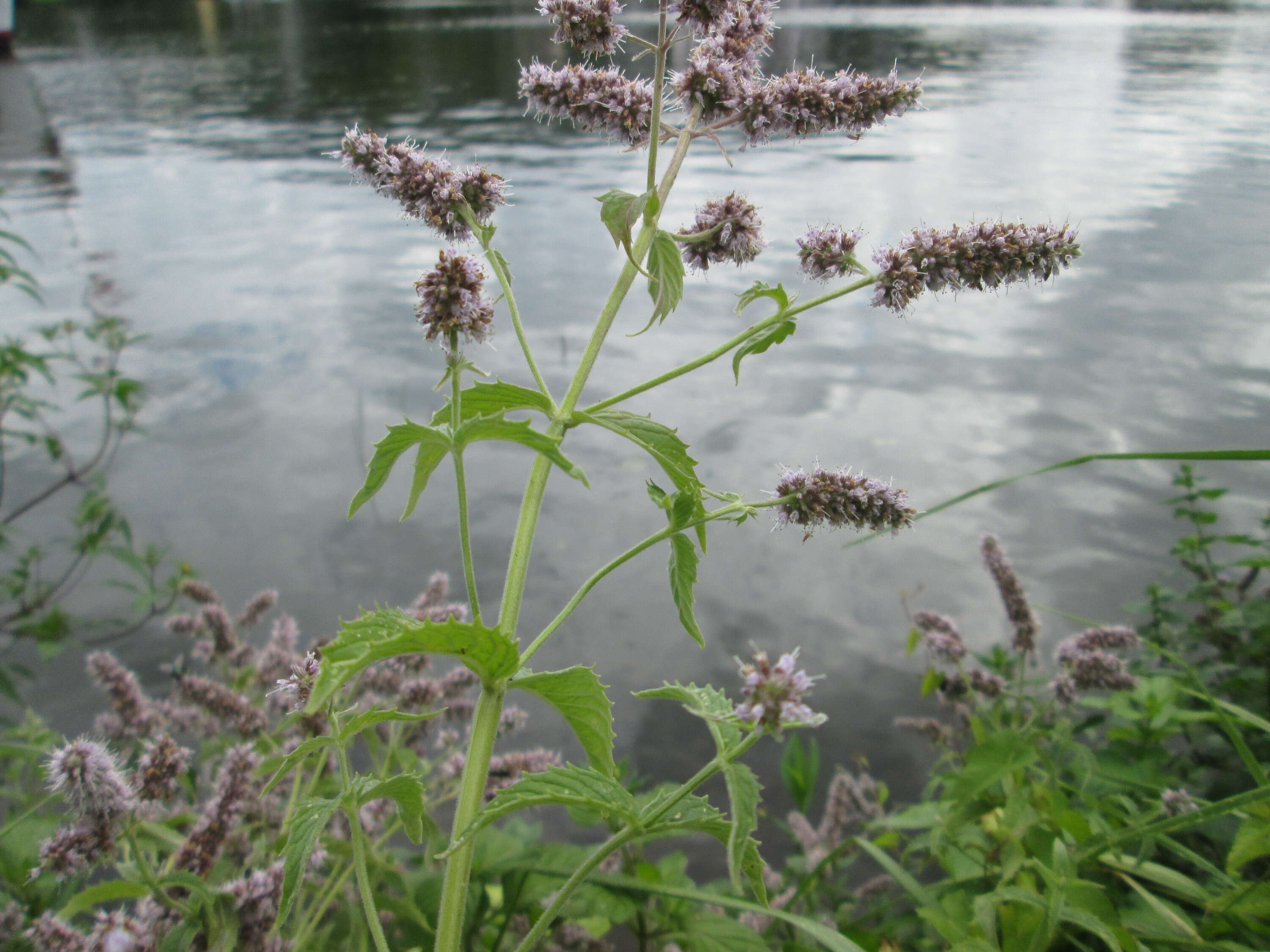 Image of Horse Mint