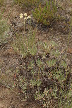 Image of parsnipflower buckwheat