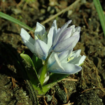 Image of Scilla mischtschenkoana Grossh.