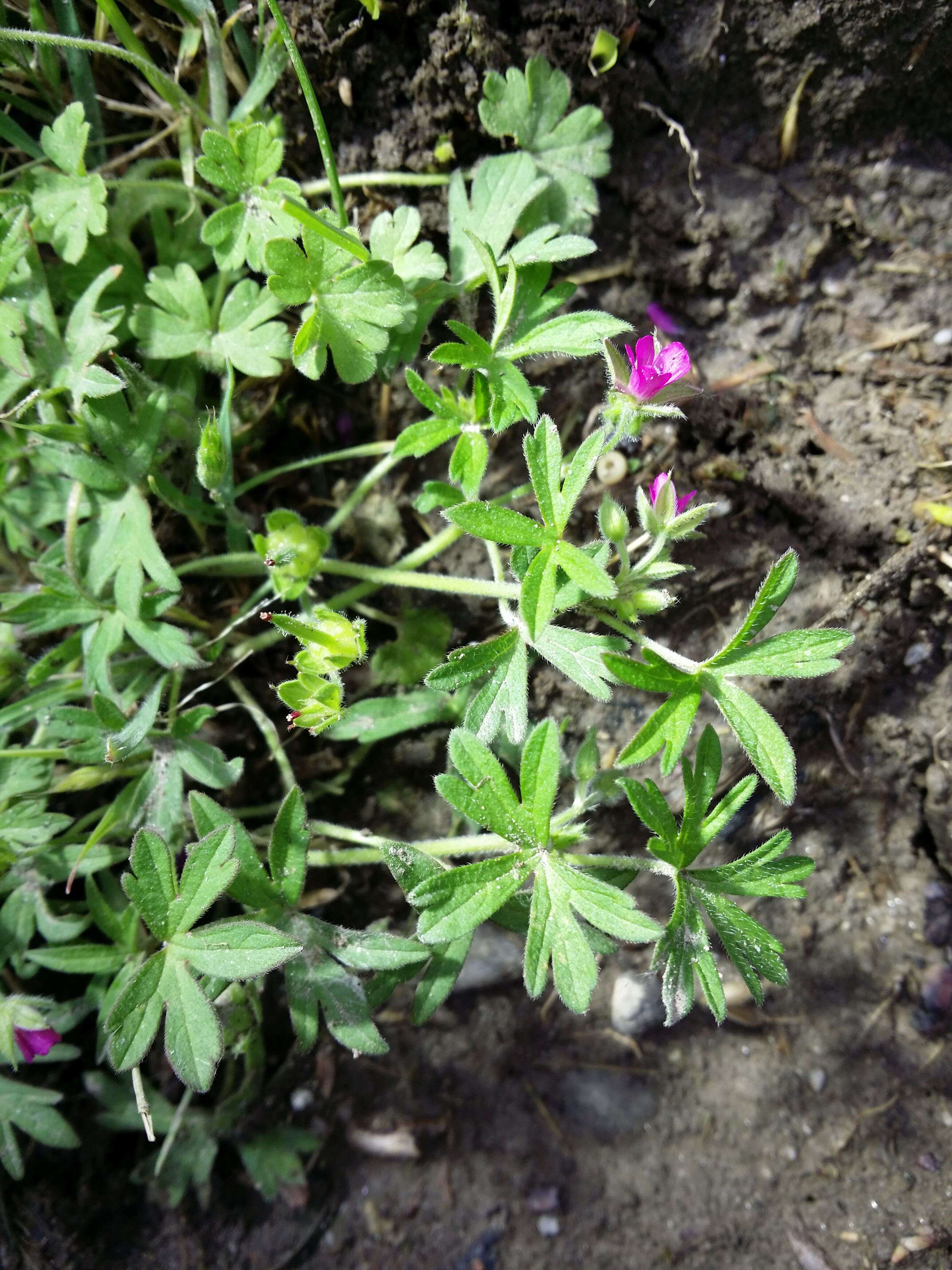 Plancia ëd Geranium dissectum L.