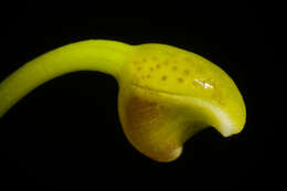 صورة Bulbophyllum pteroglossum Schltr.