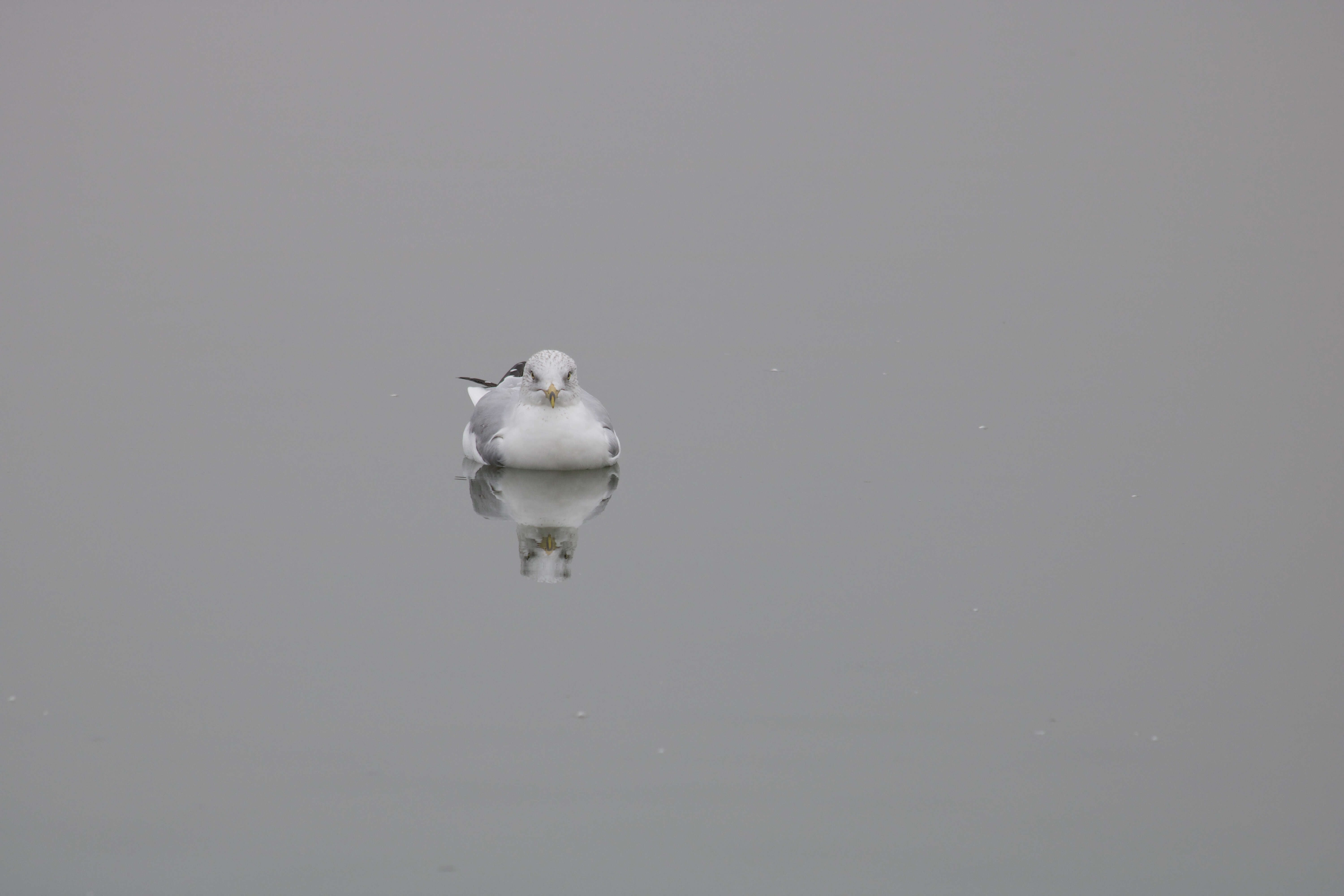 Image of Ring-billed Gull